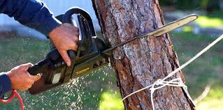 Best Tree Health Inspection  in USA